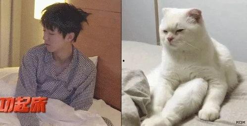 吃瓜娱乐的喵哥是谁啊图片,吃瓜娱乐界的神秘喵星人